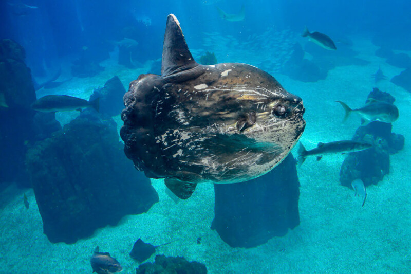 Mondfisch im Hauptbecken