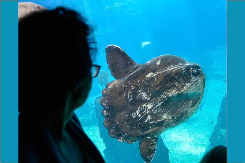 Mondfisch und Besucher