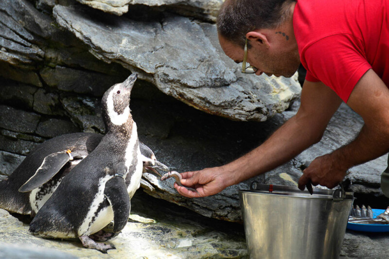 Pfleger füttert Pinguine