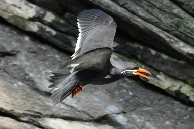 Seeschwalbe im Flug