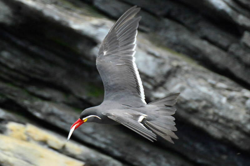 Zweite Seeschwalbe im Flug