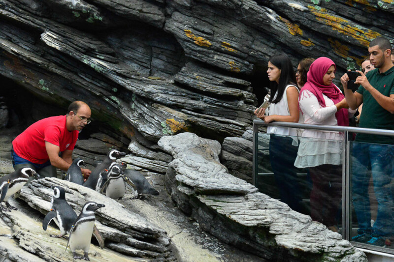 Besucher und Pinguine an der Felswand