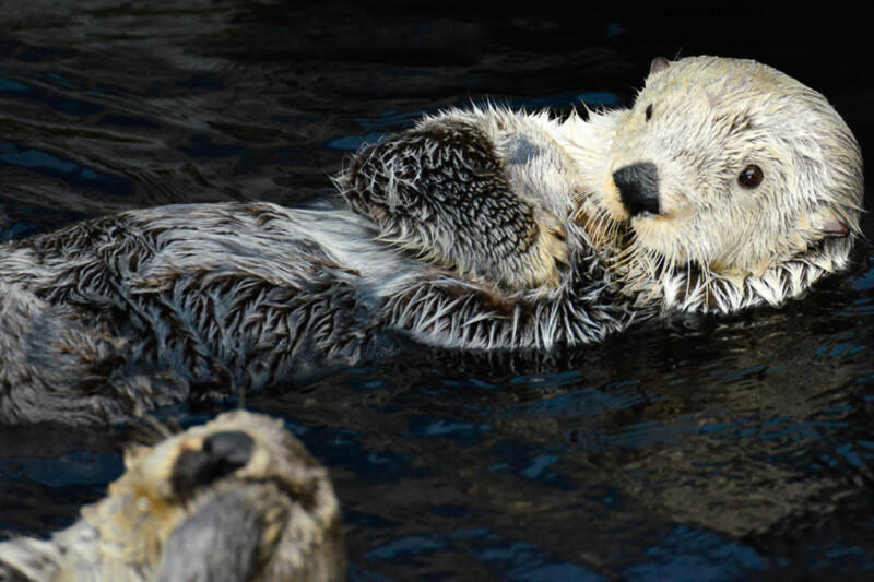 Seeotter im Wasser