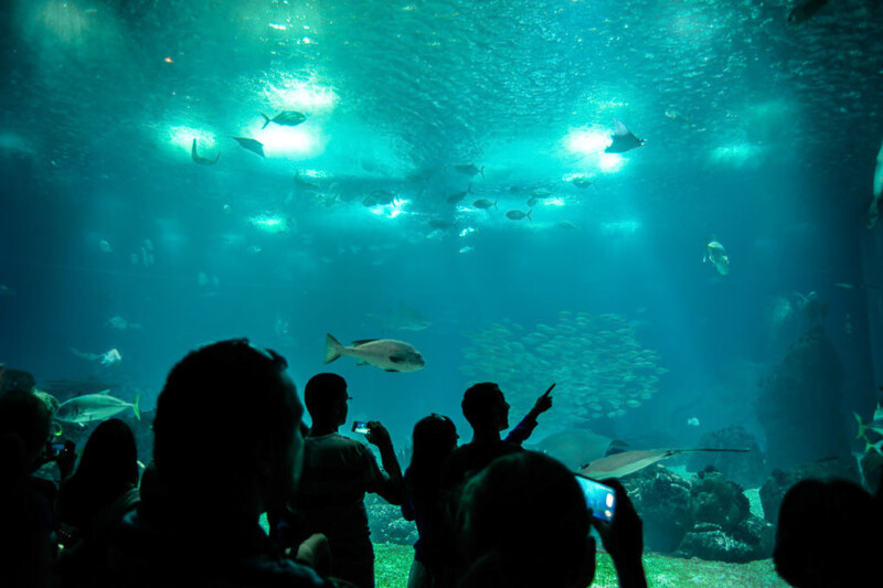 Hauptbecken mit Fischschwarm