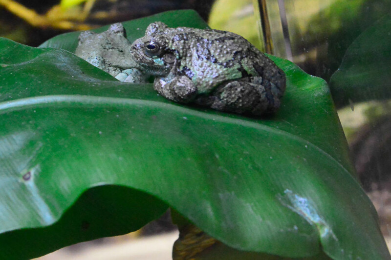 Frosch auf einem Blatt