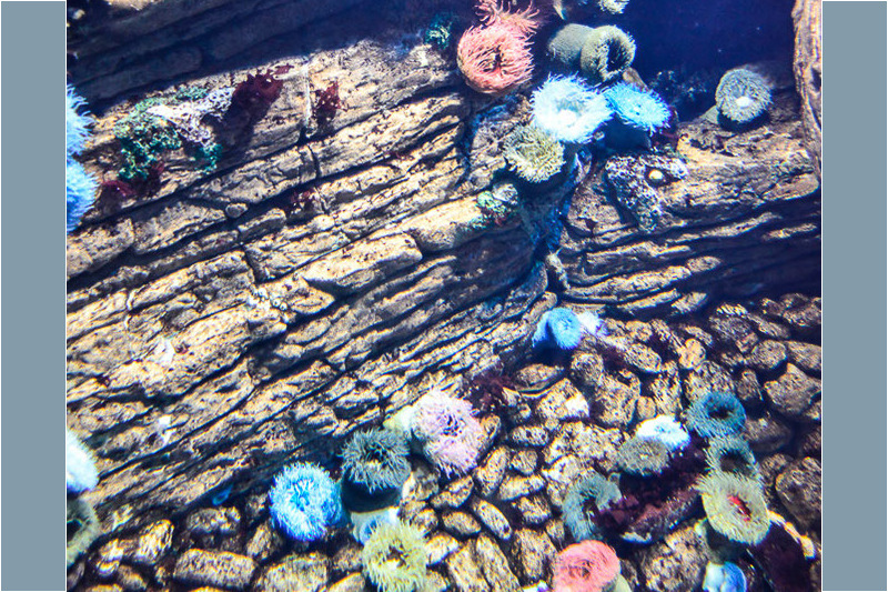 Seeanemonen und Korallen