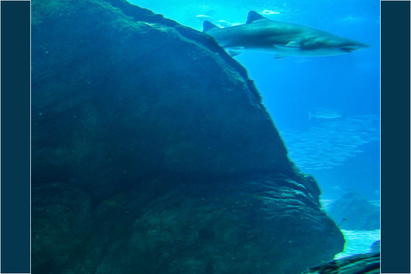 Fisch und Felsen im Becken
