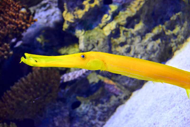 Gelber Fisch im Becken