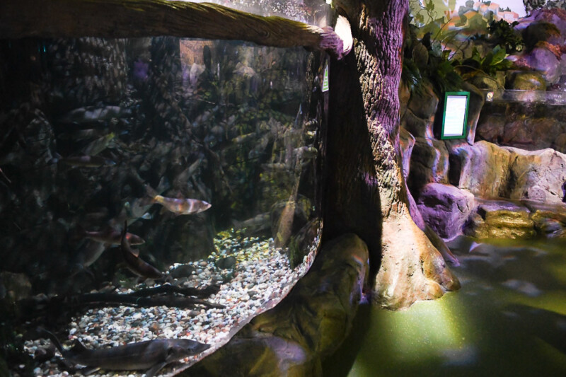 Becken mit Fischen und Felswand