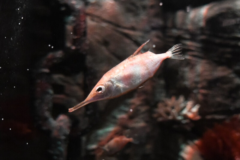 Nadelfisch im Becken