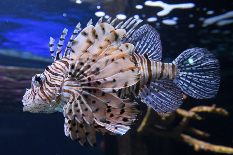 Rotfeuerfisch