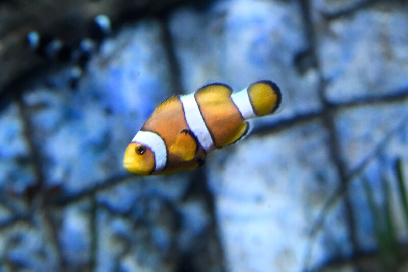 Clownfisch hinter einem Netz
