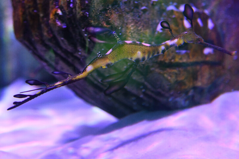 Fisch in Seepferdchenform im Becken