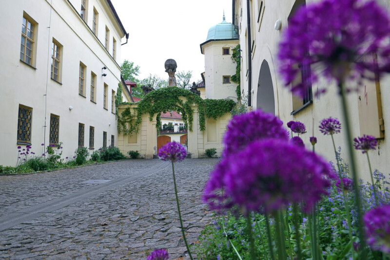 Eingang zum Garten mit Zierlauch