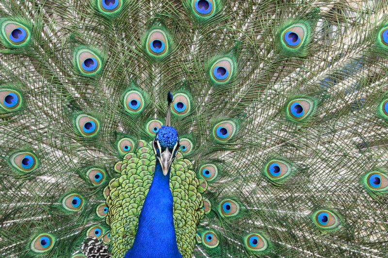Pfau mit aufgestelltem Rad