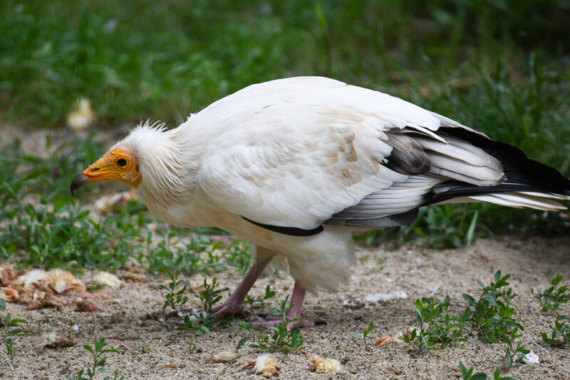 Weißer Vogel mit schwarzen Schwingen
