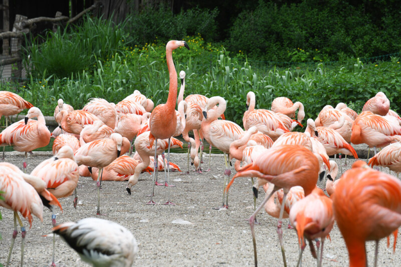 Flamingos