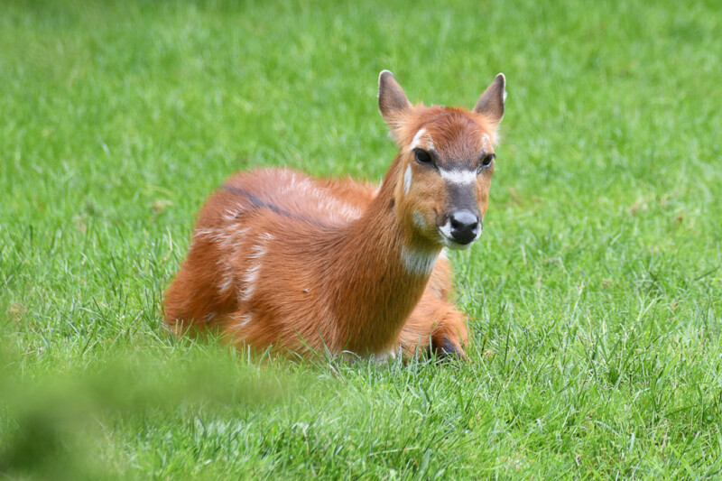 Antilope im Gras