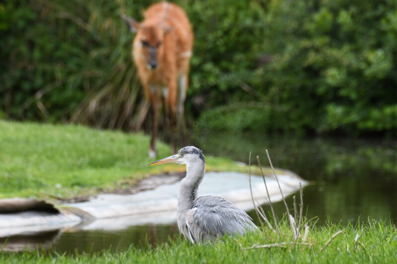 Antilope am Wasser mit Reiher