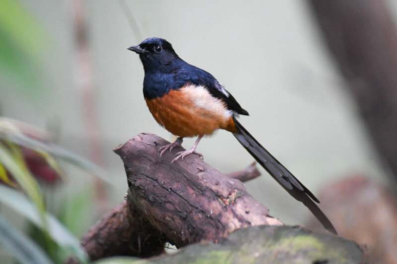 Vogel mit rotem Bauch auf einem Ast