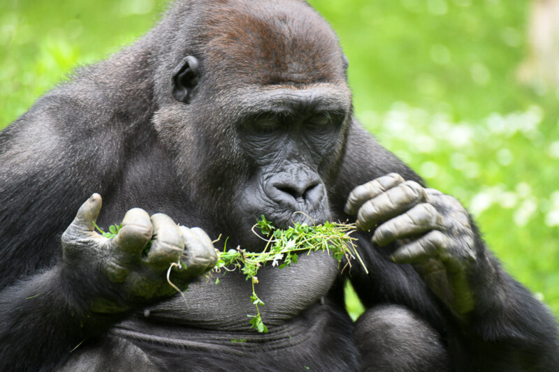Gorilla frisst Blätter