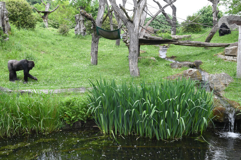 Gorillas auf der Wiese