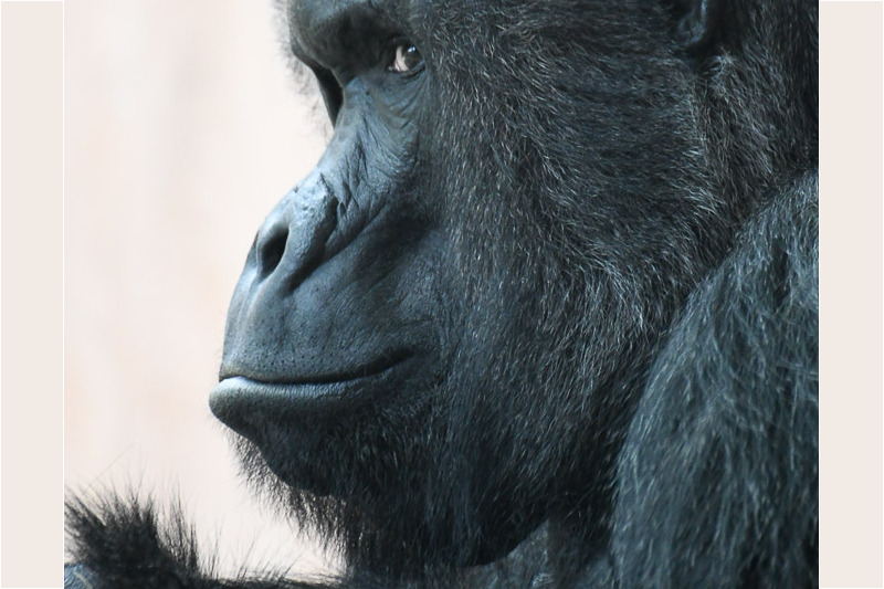 Gorilla im Porträt