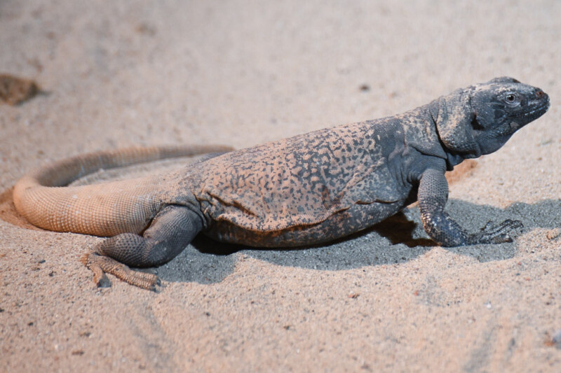 Echse auf Sand