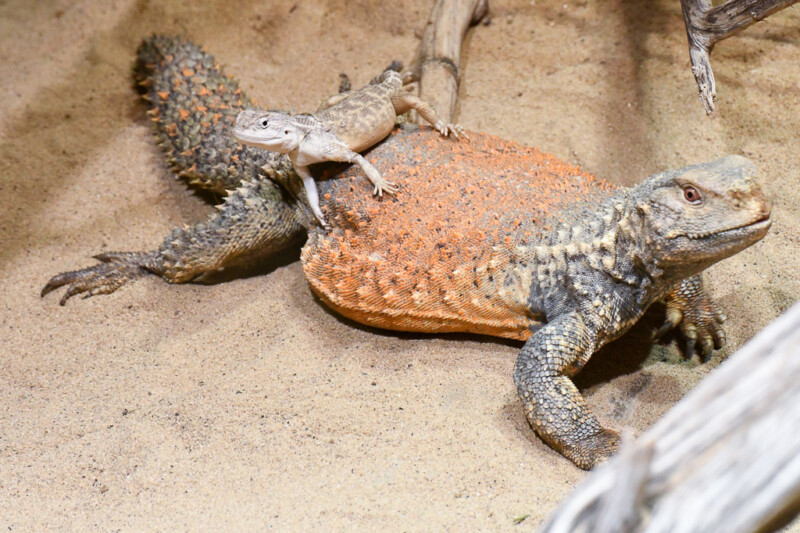 Echse mit orangem Rücken