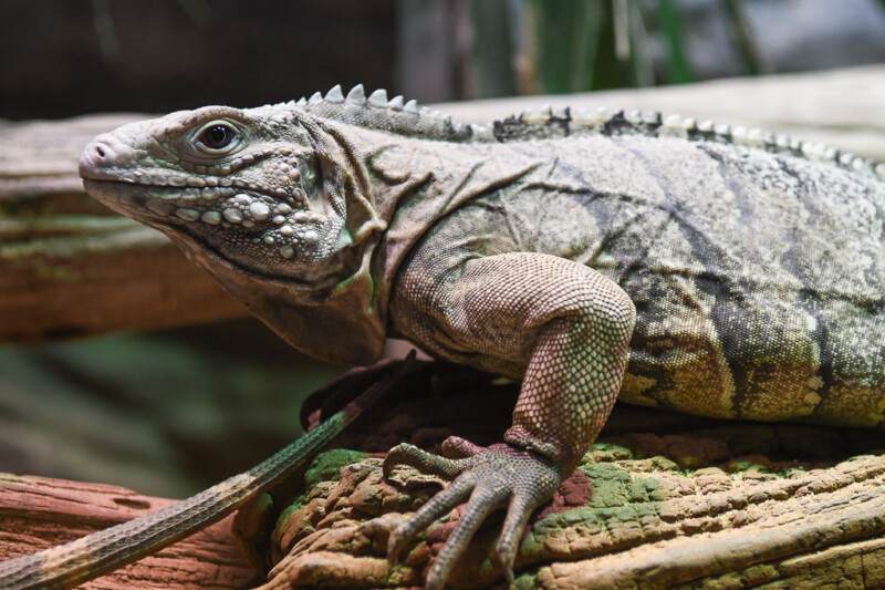 Leguan