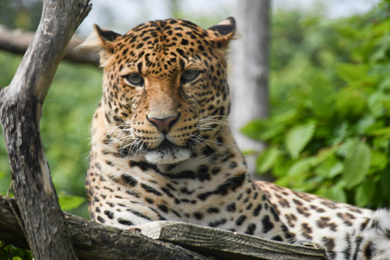 Leopard
