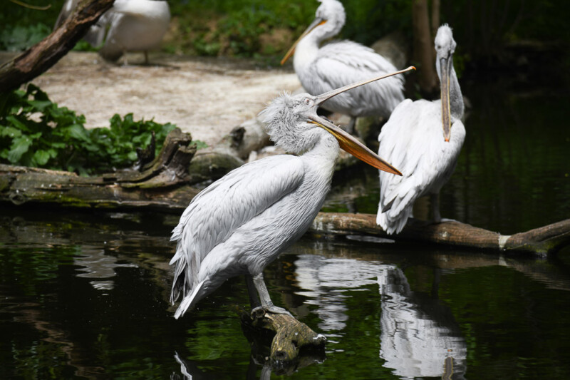 Pelikane am Wasser