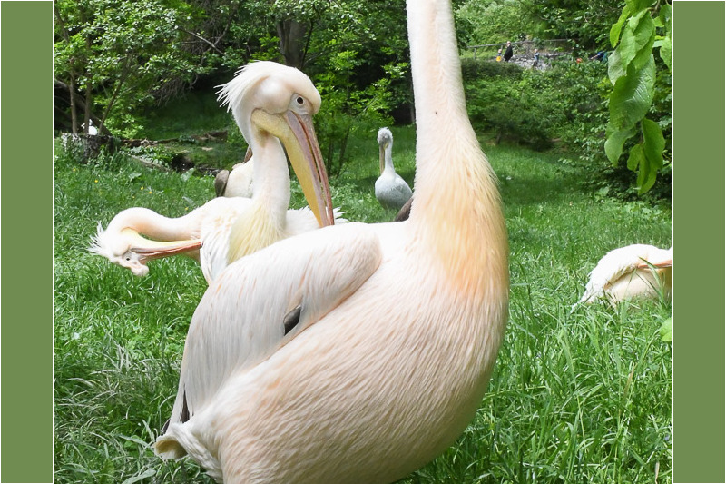 Pelikane auf der Wiese