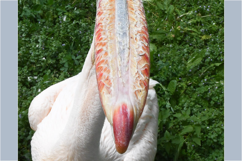 Pelikan mit geöffnetem Schnabel