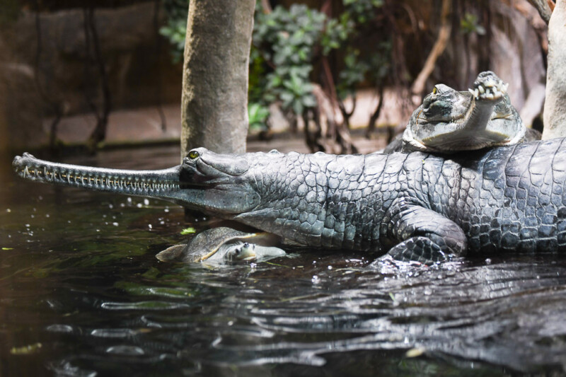 Gavial im Wasser