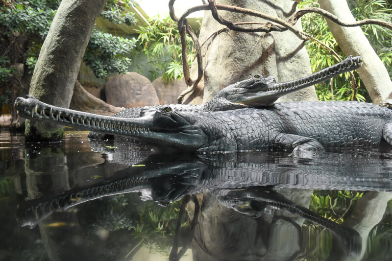 Gavial am Ufer