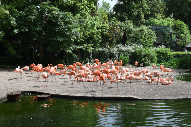 Flamingos am Teich