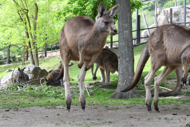 Kängurus