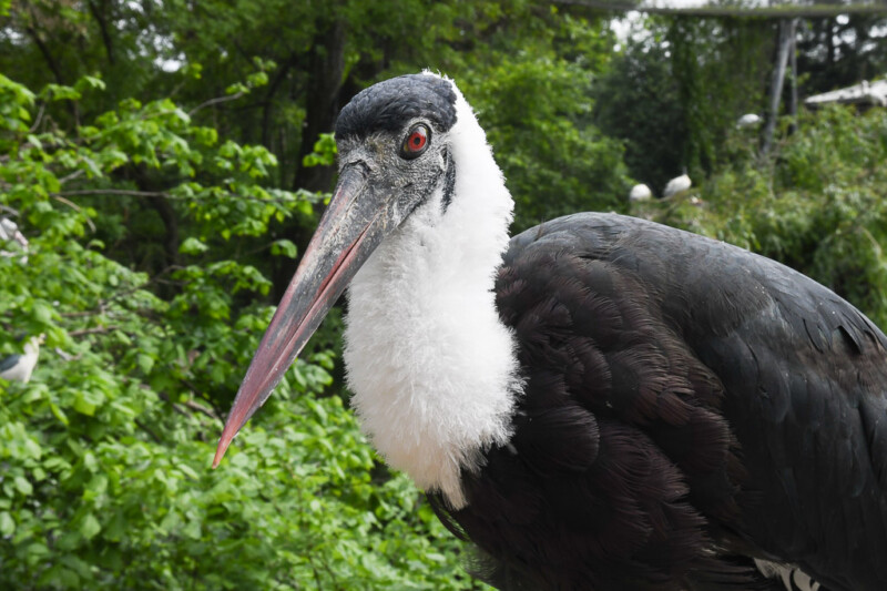 Marabu