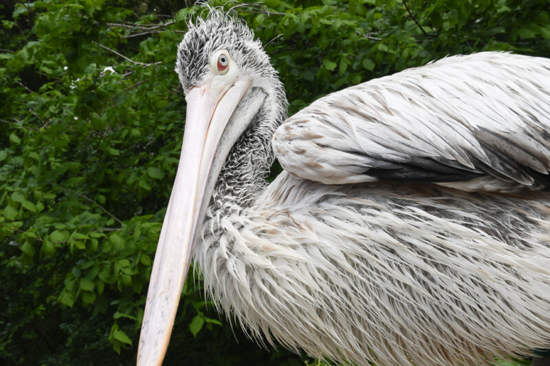 Pelikan im Porträt