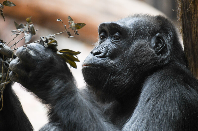 Gorillas im Porträt