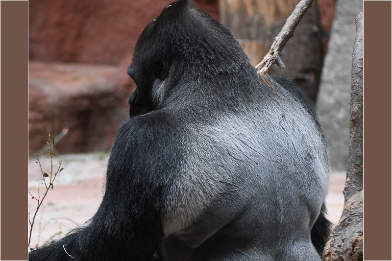 Gorilla von hinten