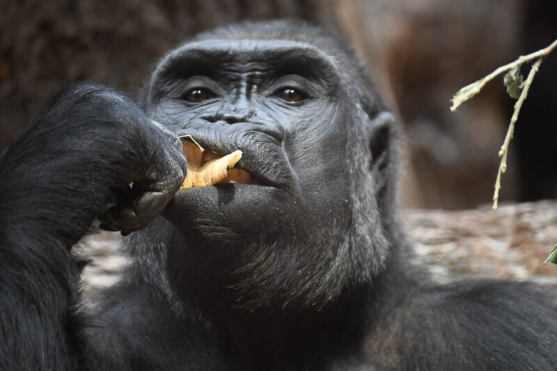 Gorilla frisst