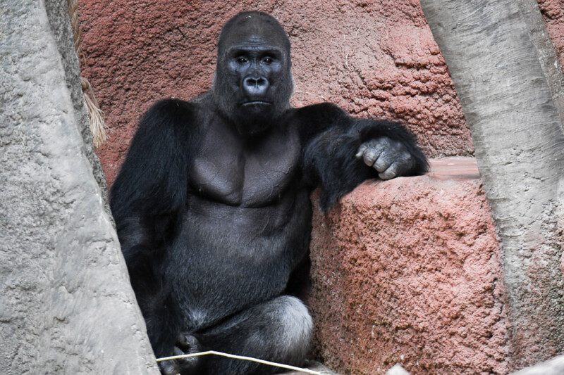 Gorilla am Felsen