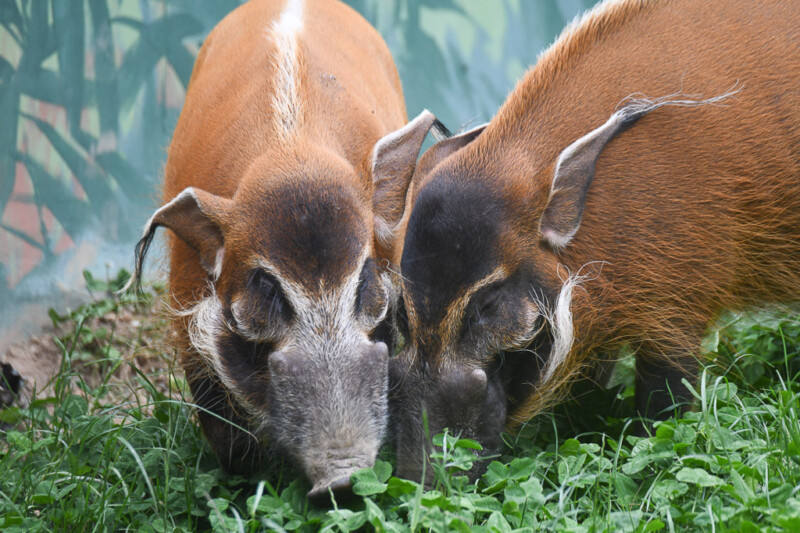 Rote Flussschweine
