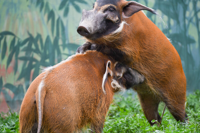 Rote Flussschweine, zweite Ansicht