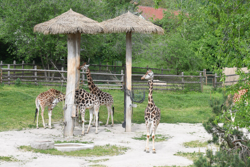 Giraffengehege