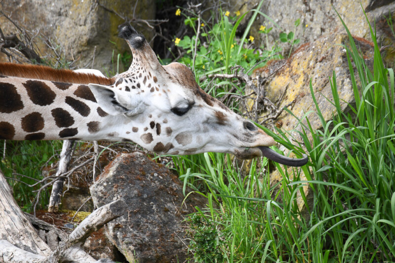 Giraffe frisst