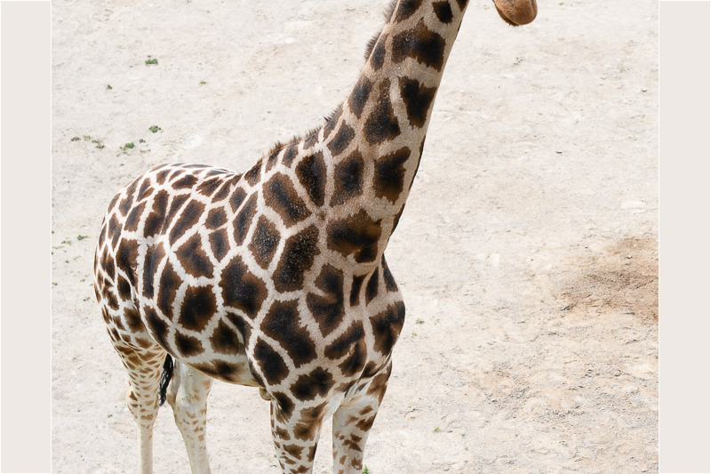 Junge Giraffe