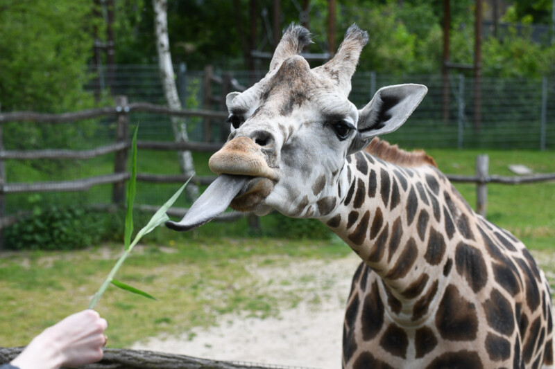 Giraffe wird gefüttert